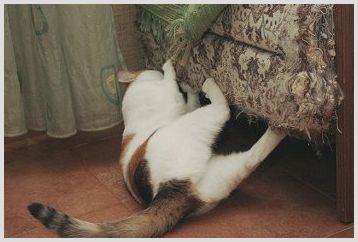 Как отучают котов драть ковры и другие предметы интерьера, советы