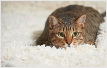 Преступление без наказания: как и чем выводить запахи кошачьей мочи с ковров