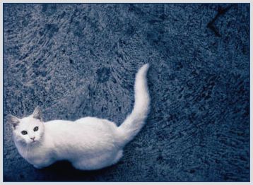 Преступление без наказания: как и чем выводить запахи кошачьей мочи с ковров
