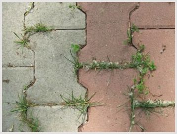 Как избавляются от травы между тротуарными плитками, эффективные методы и средства