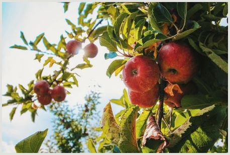 Как выбрать саженцы яблони 