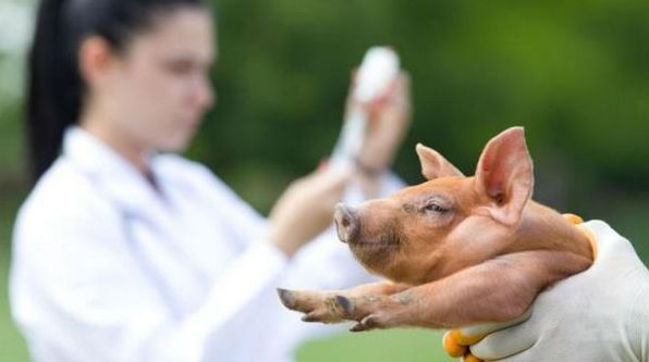 Дизентерия свиней - профилактика и лечение